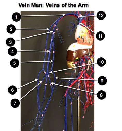 Veins Of The Arm Diagram Quizlet