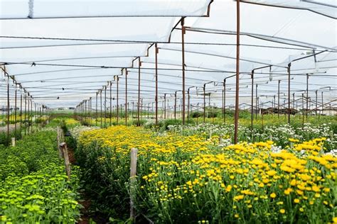 65 Thousand Chrysanthemum Flower Fields Royalty Free Images Stock