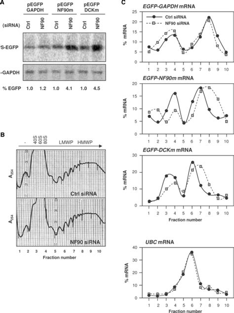 Influence Of The Nf90 Motif On Reporter Translation A Nascent Egfp