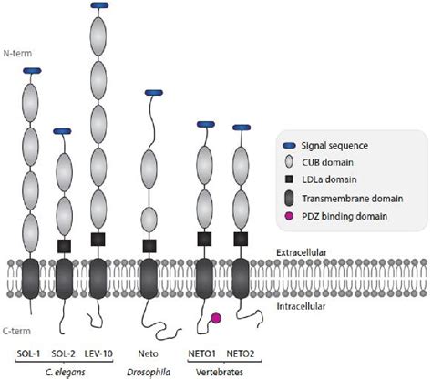 Figure From The Role Of Kainate Receptor Auxiliary Subunits Neto And