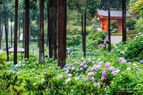 Mimuroto Ji Discover Kyoto