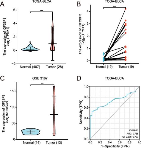 IGF2BP3 Expression In TCGA And GEO Database A Expression Of IGF2BP3