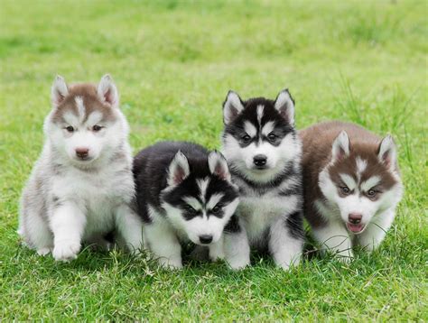 Những điều cần biết để nuôi chó Husky con nhanh lớn và khoẻ mạnh ...