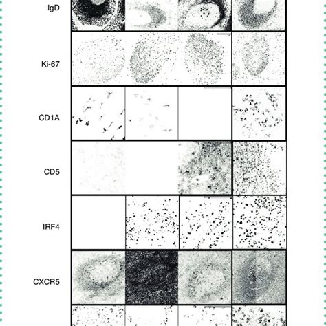 Time Dependent Immunostainability Of Formaldehyde Fixed Frozen Download Scientific Diagram