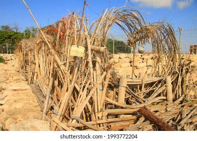 Photograph Flood Damaged Trees Yarramundi Reserve Stock Photo