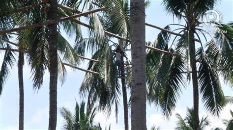 Lakan lambanog: A warrior for the coconut industry