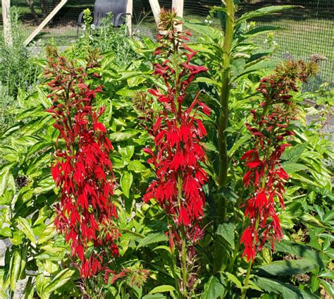 How To Grow Cardinal Flowers A Native Plant Hubpages