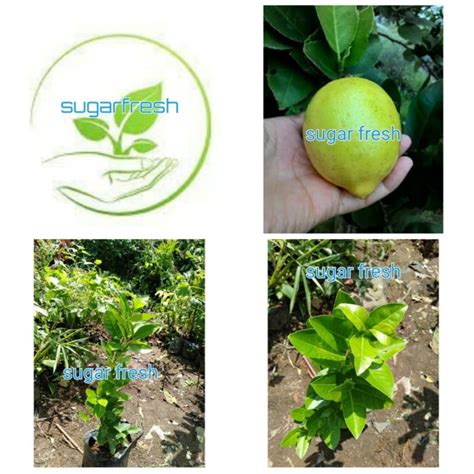 Jual Bibit Jeruk Lemon Tea Pohon Jeruk Lemon Tea Siap Tanam Shopee