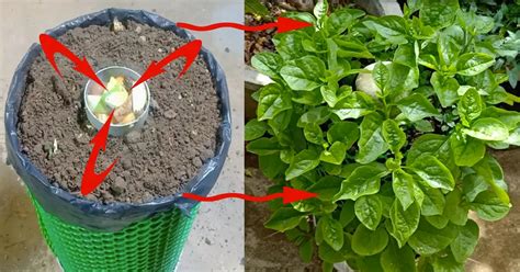 How to Grow Spinach in Containers