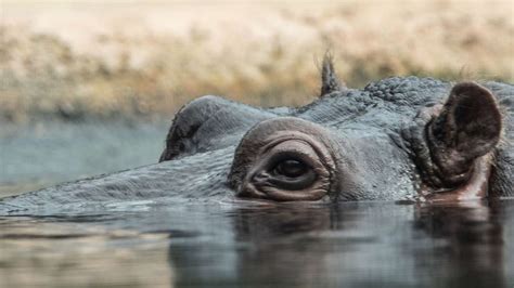 Spektakul Re Entdeckung Flusspferde Lebten Noch Bis Vor Jahren