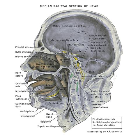 U Br Columbia Drawing Median Sagittal Section Of Head English