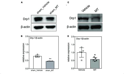 Effects Of Mitochondrial Transplantation On Drp1 Expression In The