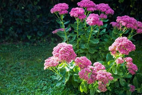 Plantes Qui Poussent Dans Votre Jardin Sans Eau Ou Presque