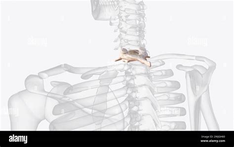 Vertebra prominens is the name of the seventh cervical vertebra 3d ...