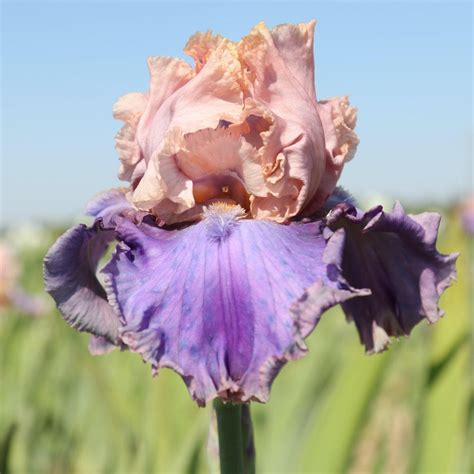 Reblooming Bearded Iris Bulbs for Sale | Large Iris Rhizomes – Easy To ...