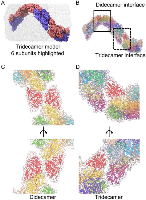 Slipper Limpet Hemocyanin Didecamer And Tridecamer Interface A