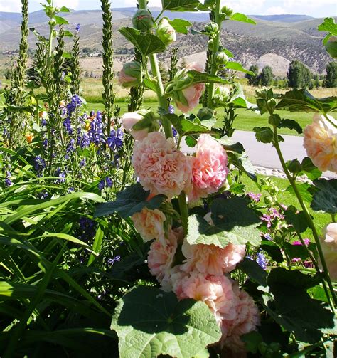 Perennial Flowering Vines Zone 5 | My XXX Hot Girl