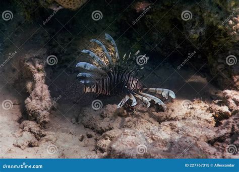 Lionfish Venomous Coral Reef Fish Invasive Species Pterois Volitans