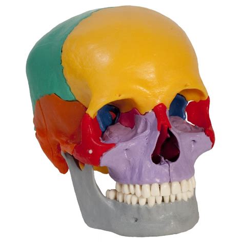 Rudiger Human Teaching Skull Model MedicalSupplies Co Uk