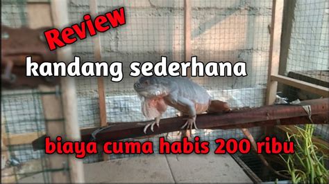 Review Kandang Iguana Sederhana Youtube