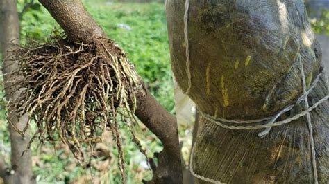 Propagar Limón por medio de Acodo Aéreo ENRAÍZA RÁPIDO Reproduce