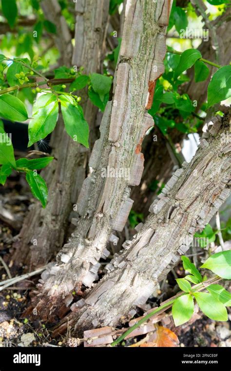 Euonymus Alatus Stem