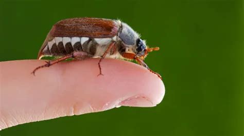 Are June Bugs Blind Top Amazing Facts About June Bugs The