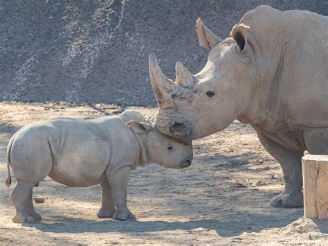 Safari Park's Rhino Calf Meets Other Rhino For First Time | Escondido ...