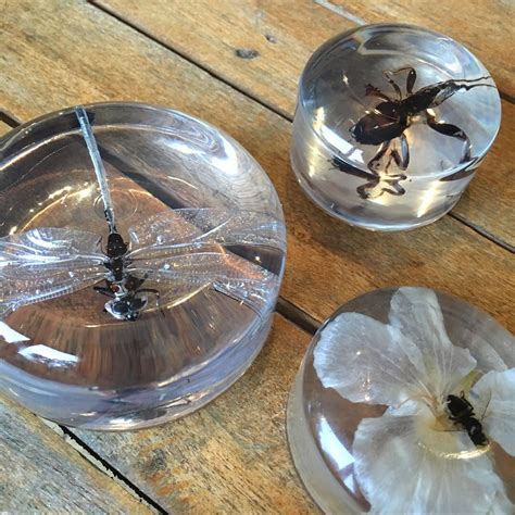 Kylie Howarth How To Cast Insects And Bugs In Resin