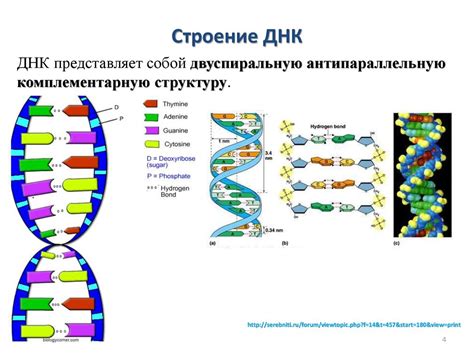 Основы молекулярной биологии. Поток генетической информации: клеточный ...