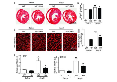 Deficiency Of Lmp Attenuates Ang Ii Induced Cardiac Hypertrophy In