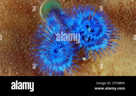 Close Up Of Blue Christmas Tree Worms Spirobranchus Giganteus