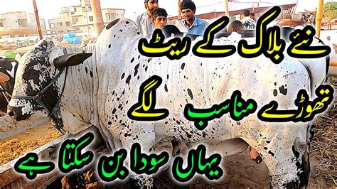 New Block Price Update At Sohrab Goth Cow Mandi Cattle Market