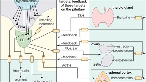 Pituitary Gland Definition Anatomy Hormones And Disorders Britannica