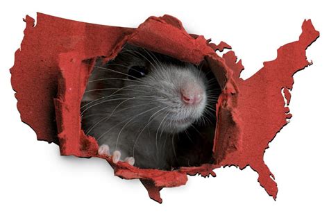 Playground For Rats Chicago Crowned Rattiest City In America For 10th Consecutive Year