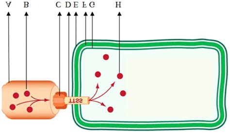 Type III Secretion System Phytopathogenic Bacteria Inject T3SS