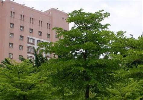 Pohon Ketapang Kencanapohon Pelindung Dan Peneduh Umbrella Tree Jawa