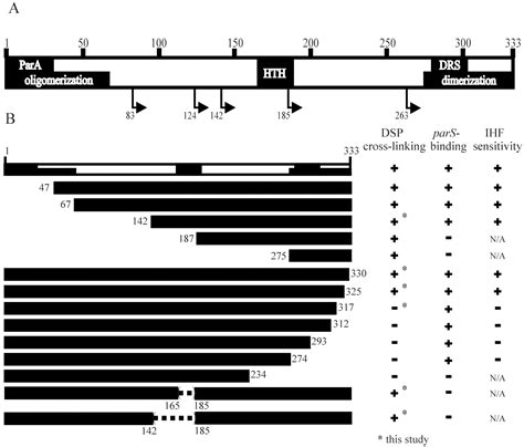 The Dna Binding Domains Of P Parb And The Architecture Of The P