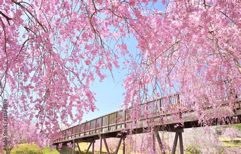 常陸風土記の丘の桜 Stock Foto Adobe Stock