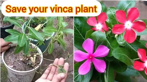 How To Save Hybrid Vinca During Rainy Season Youtube