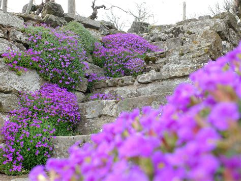 How To Grow And Care For Aubrieta