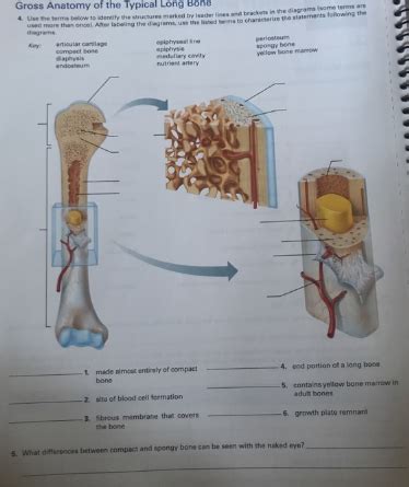 Solved Exercise Review Sheet Overview Of The Skeleton Name Lab Time