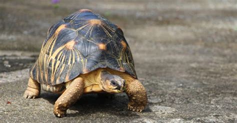 Animals With Shell Body Covering