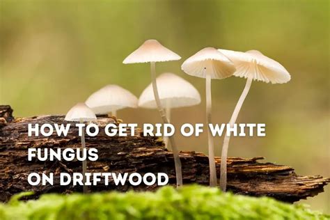 How To Get Rid Of White Fungus On Driftwood Driftwood Academy