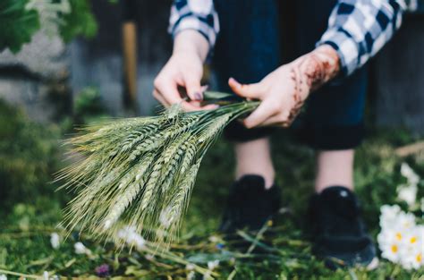 Close Photo Of Paddy Plant · Free Stock Photo