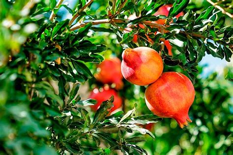 Cuanto Tarda Un Rbol De Granada En Dar Fruto Sustrato Universal