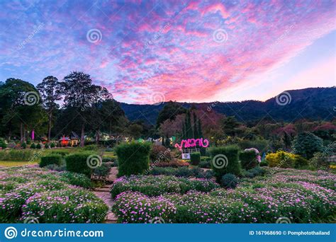 Hermoso Paisaje Natural De La Flor Del Cerezo O Prunus Cerasoides