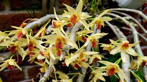 Dendrobium Meinen Hebammen