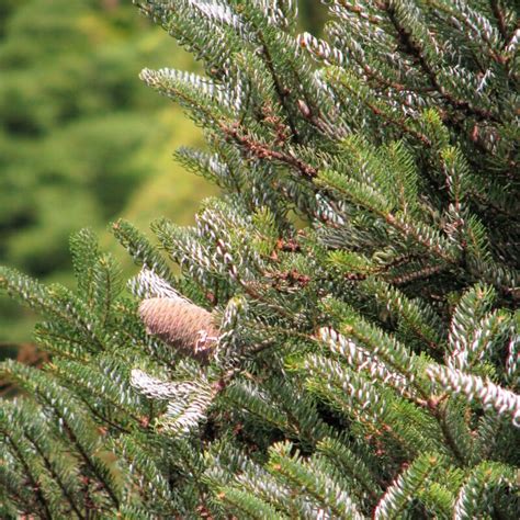 Vibrant Korean Fir Potted Christmas Tree | Sequoia Valley Farms