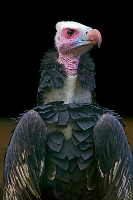 Portrait Of A Colorful Vulture Beautiful Birds Pet Birds Animals